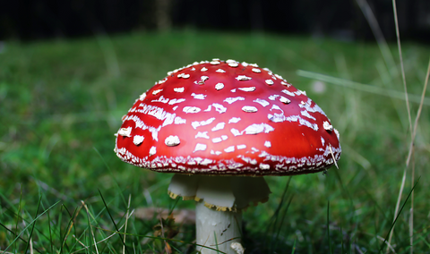 AMANITA SAY WHA’?